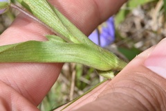 Tradescantia humilis