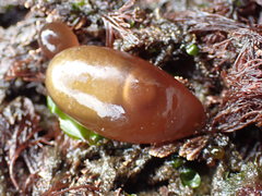 Halosaccion glandiforme