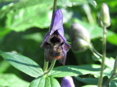 Bombus kirbiellus