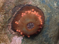 Epiactis lisbethae