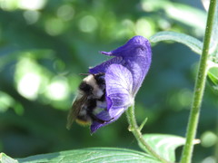 Bombus kirbiellus