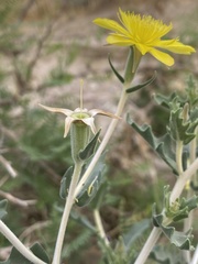 Mentzelia longiloba