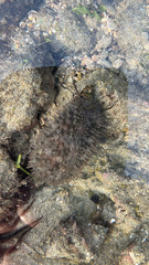 Macrocypraea cervinetta