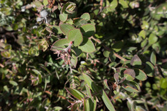 Arctostaphylos cruzensis