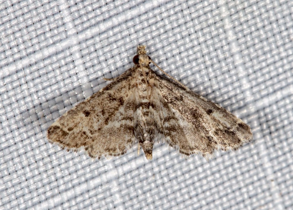 Sufetula hemiophthalma