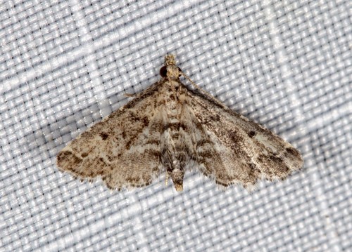 Sufetula hemiophthalma (Meyrick, 1884)