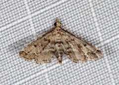 Sufetula hemiophthalma