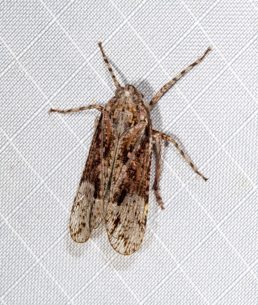 Erilla turneri
