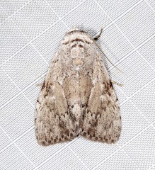 Barasa cymatistis