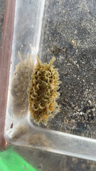 Polybranchia mexicana