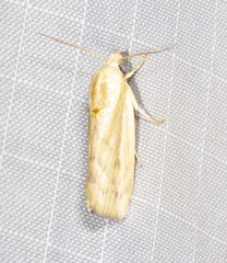 Earias huegeliana