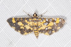 Eurrhyparodes tricoloralis