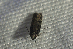 Chionodes thoraceochrella