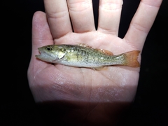 Micropterus warriorensis