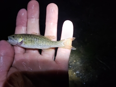 Micropterus warriorensis