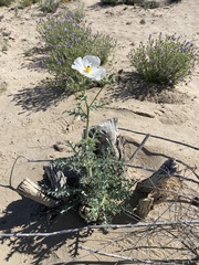 Argemone chisosensis