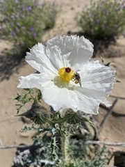 Argemone chisosensis