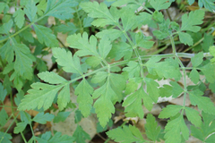 Osmorhiza brachypoda