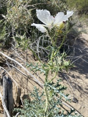 Argemone chisosensis