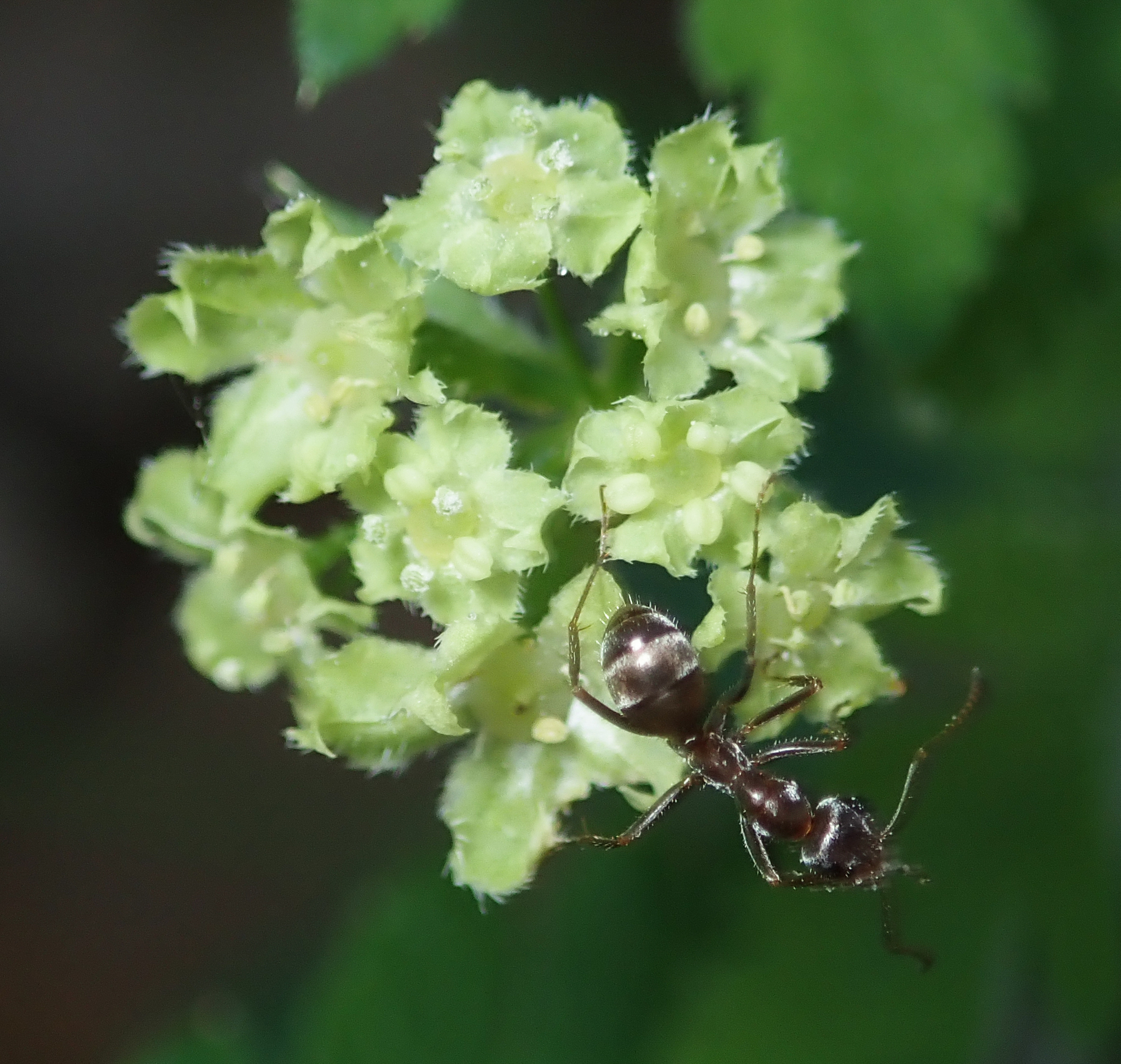 Osmorhiza brachypoda