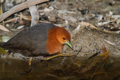 Rallina tricolor