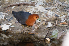 Rallina tricolor