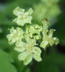 Osmorhiza brachypoda