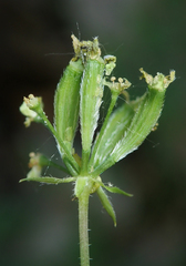 Osmorhiza brachypoda
