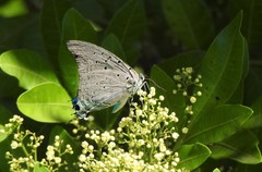Pseudolycaena marsyas