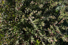 Arctostaphylos cruzensis