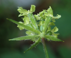 Osmorhiza brachypoda