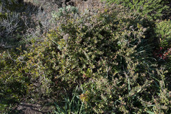 Arctostaphylos cruzensis
