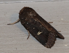 Proteuxoa hydraecioides