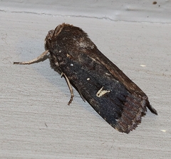 Proteuxoa hydraecioides