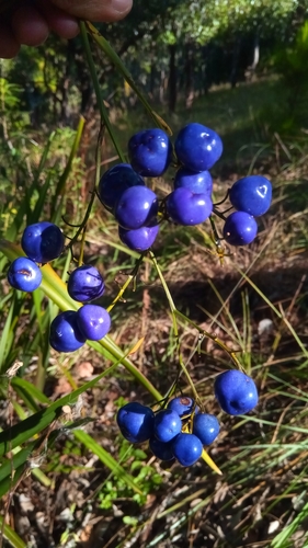 cerulean flax-lily