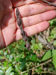 Senna gaudichaudii