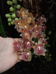 Lycomormium ecuadorense
