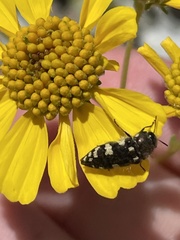 Acmaeodera vernalis