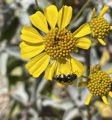 Acmaeodera vernalis