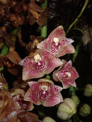 Lycomormium ecuadorense