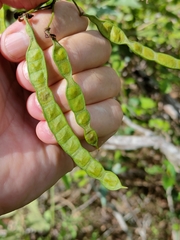 Senna gaudichaudii