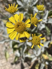 Acmaeodera vernalis