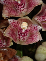 Lycomormium ecuadorense