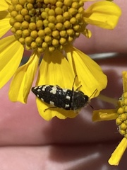 Acmaeodera vernalis