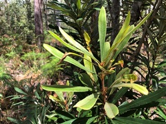 Banksia integrifolia compar