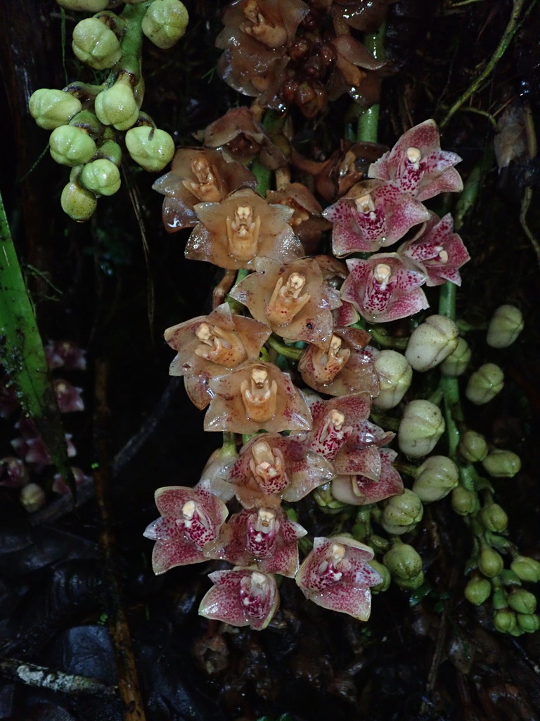 Lycomormium ecuadorense
