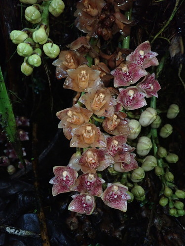 Lycomormium ecuadorense