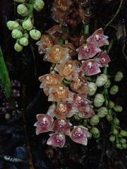 Lycomormium ecuadorense