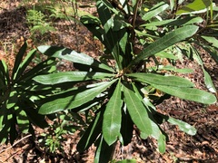 Banksia integrifolia compar