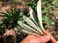 Banksia integrifolia compar